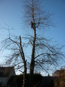 Abattage Elagage : Réduction d'arbre